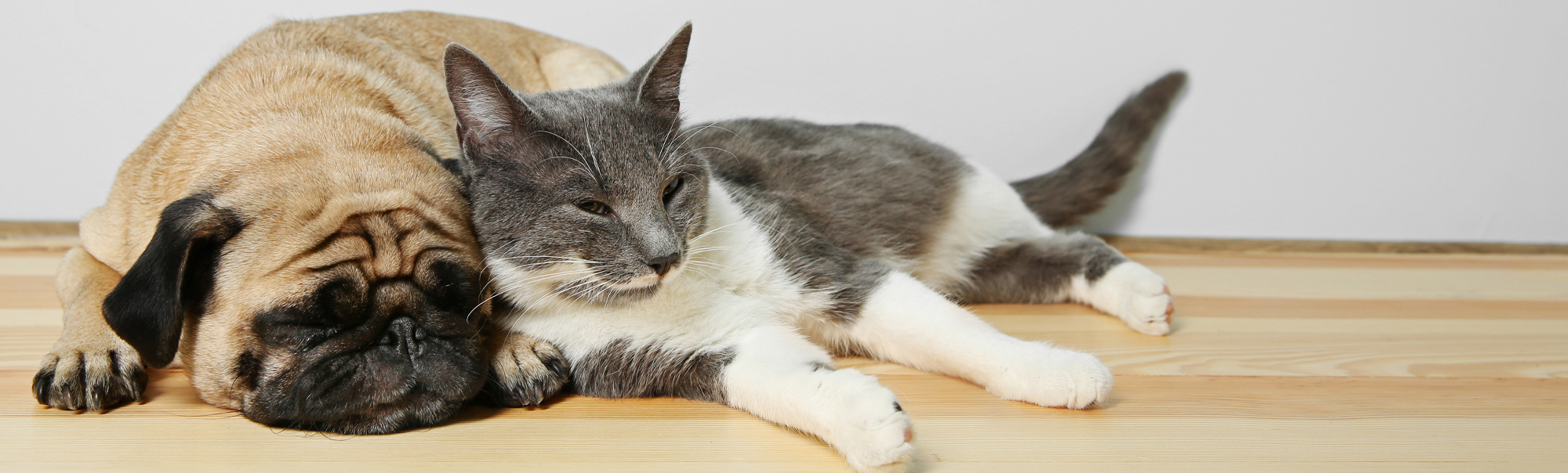 Pug Dog and grey cat